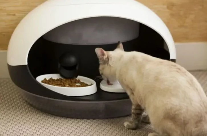 Best Raccoon Proof Cat Feeders