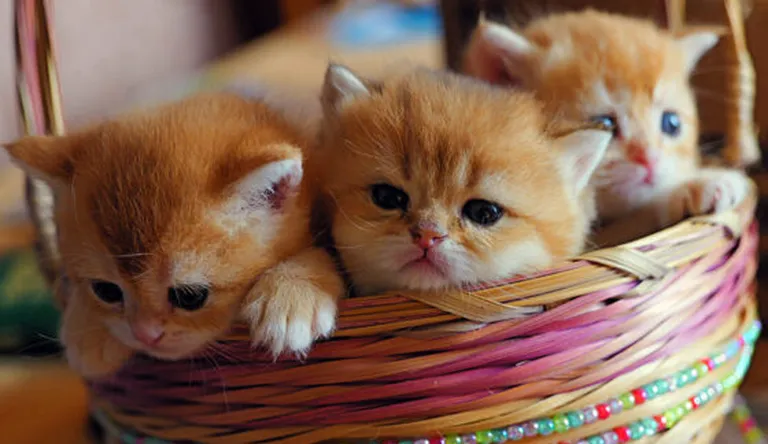 British_Shorthair-Kittens British Shorthair Kittens